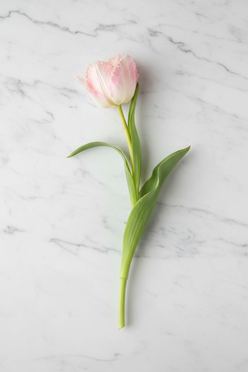 Faux Real Touch Parrot Tulip Stem 13" Pink & Cream