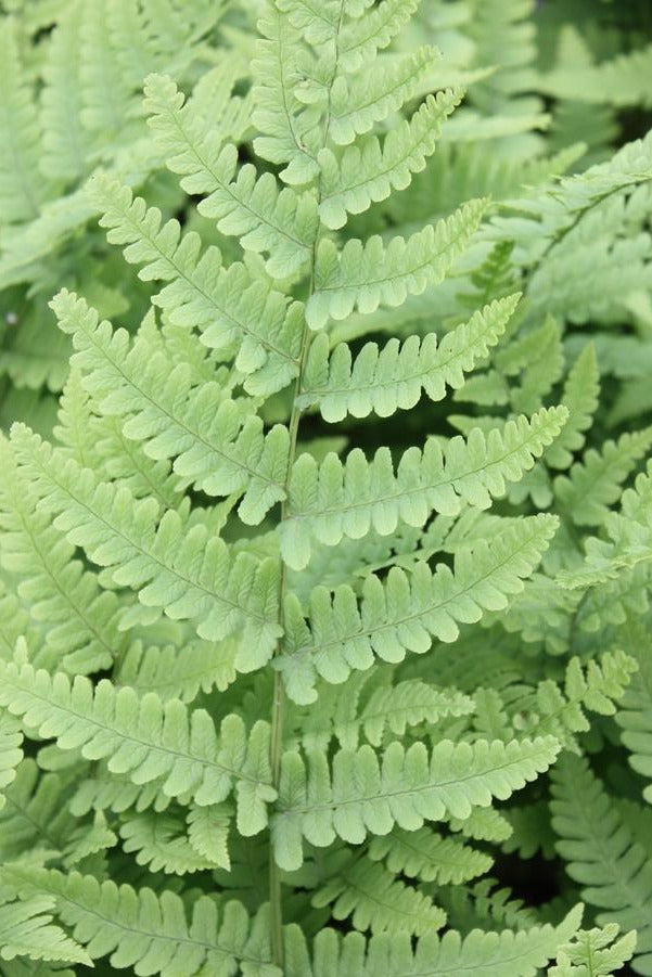 Leatherwood fern fronds