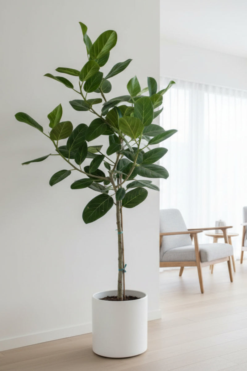 Ficus, Audrey 14" Standard 1 PPP