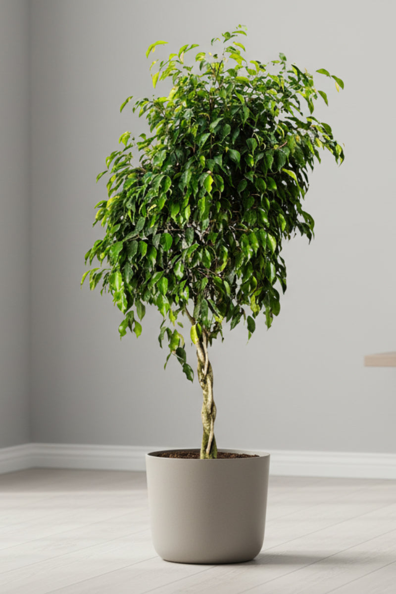 Ficus, Benjamina Braid 10"