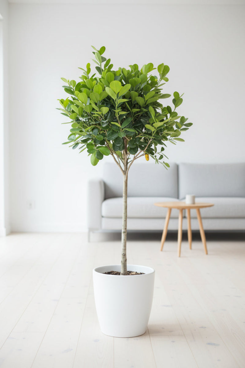 Ficus, Daniella 12" Standard