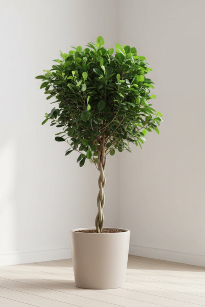 Ficus, Daniella 12" Braid