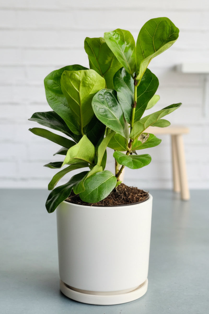 Ficus, (Lyrata) Fiddle Leaf Fig Bush 8"