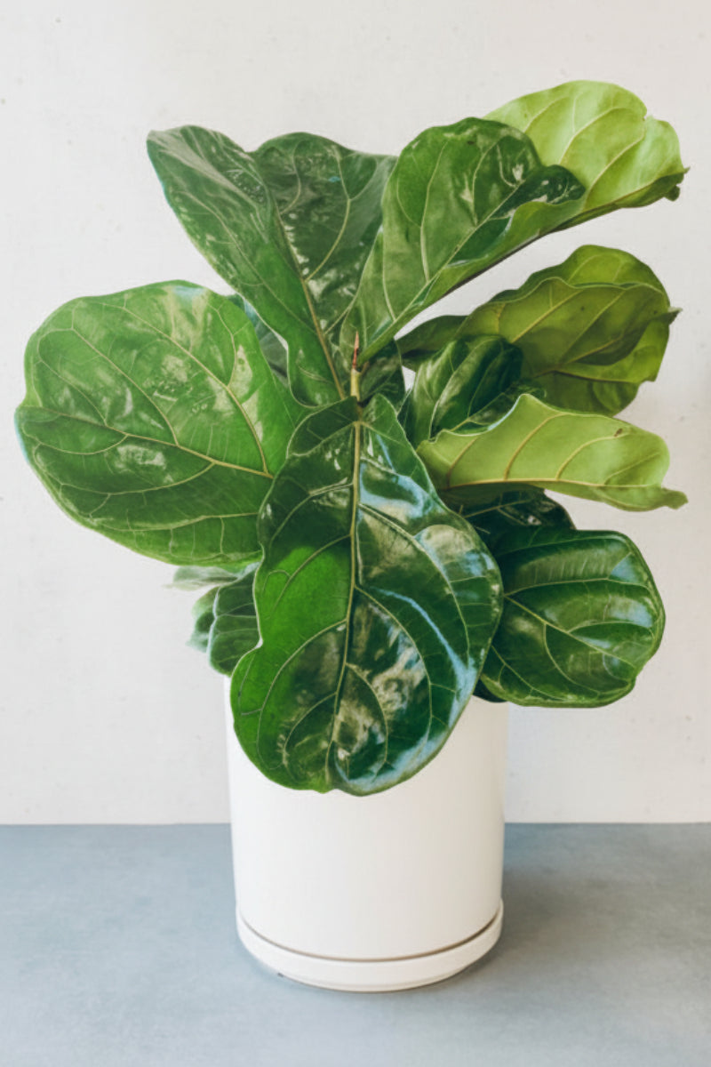 Ficus, (Lyrata) Fiddle Leaf Fig 10"