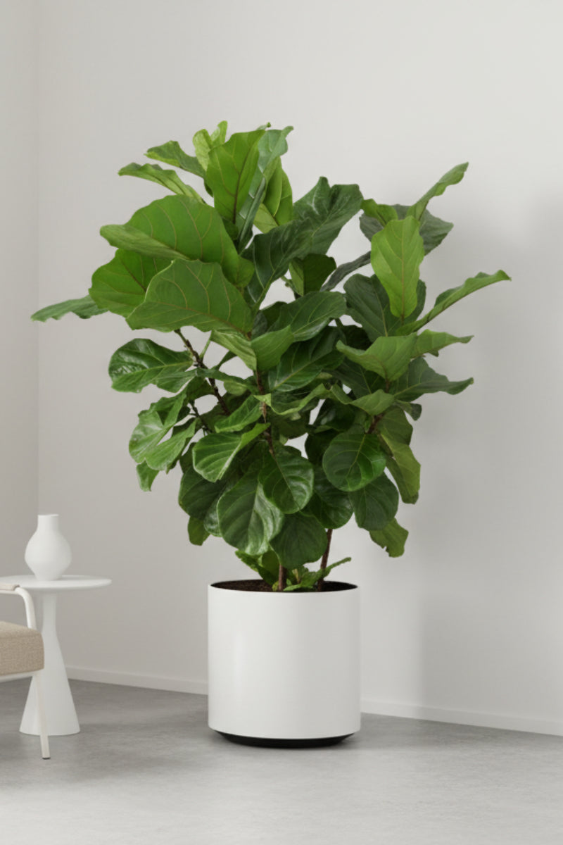 Ficus, (Lyrata) Fiddle Leaf Fig Bush 14" 2 PPP