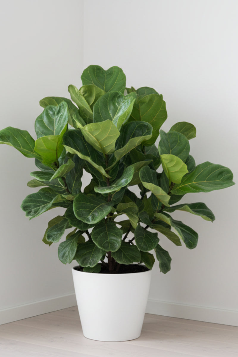 Ficus, (Lyrata) Fiddle Leaf Fig Bush 10" 3PPP