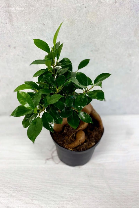 Ficus, Fig Ginseng 6"