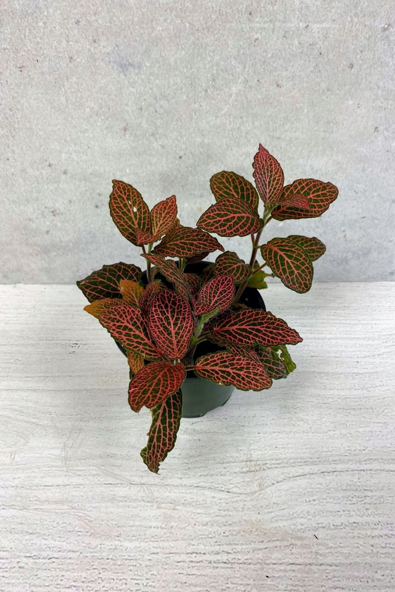 Fittonia, Red 3"