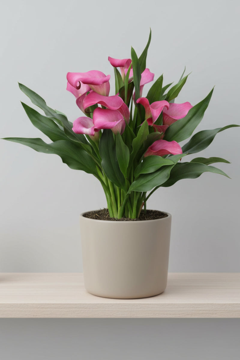 Calla Lily, Pink 4"