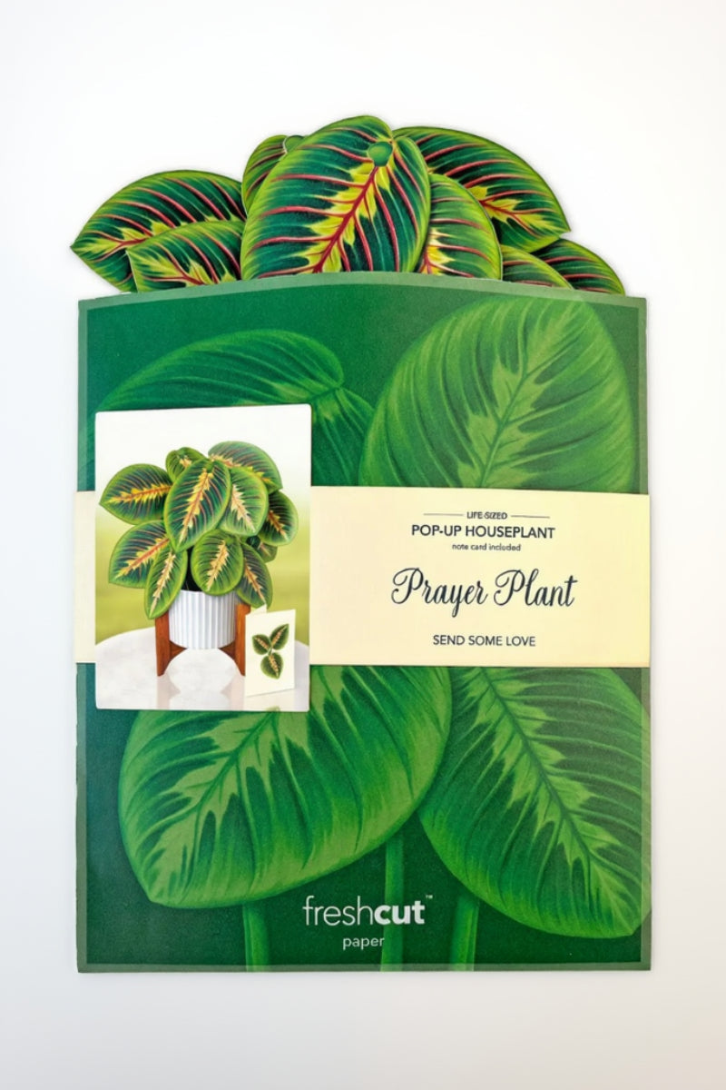 FreshCut Paper Prayer Plant