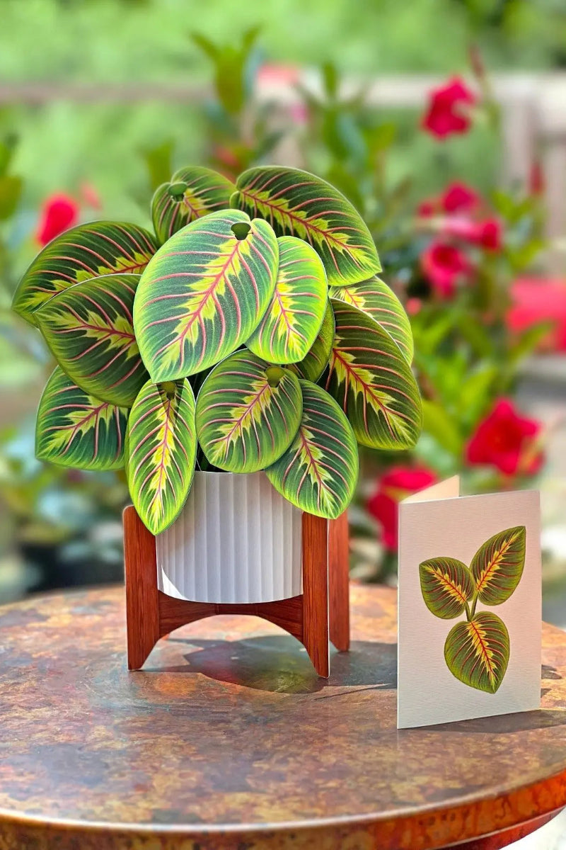 FreshCut Paper Prayer Plant