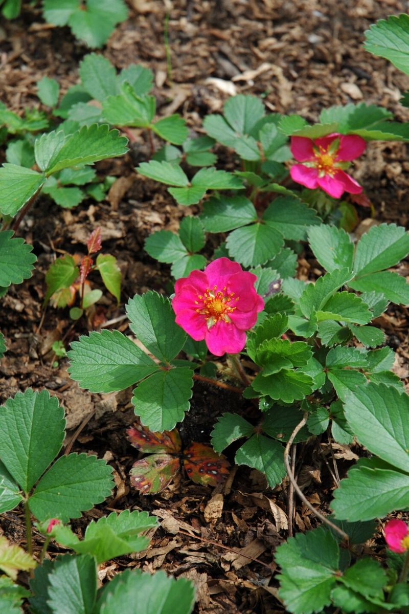 Strawberry, Lipstick