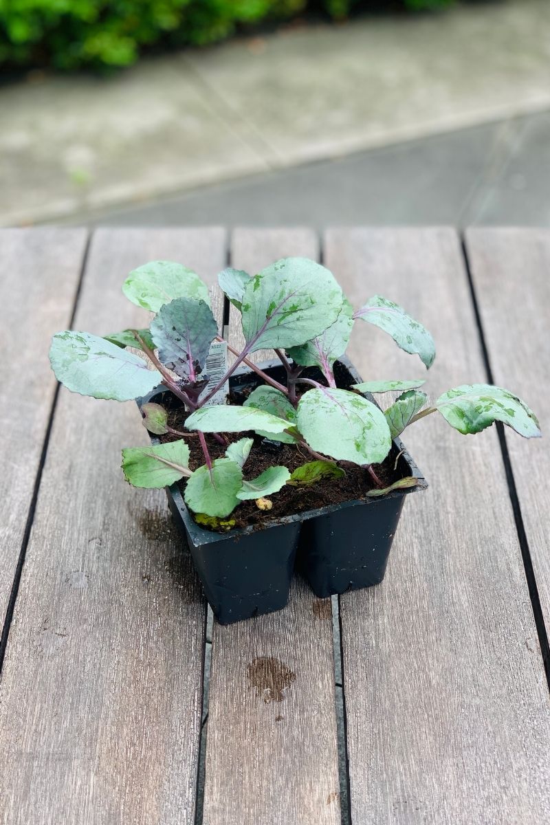 Fall Vegetable, Red Cabbage Pk