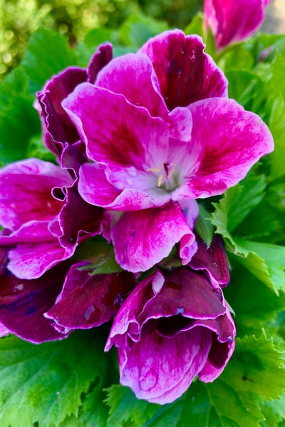 Regal Geranium Purple
