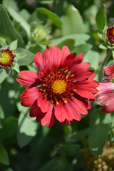 Blanket Flower, Mesa Red