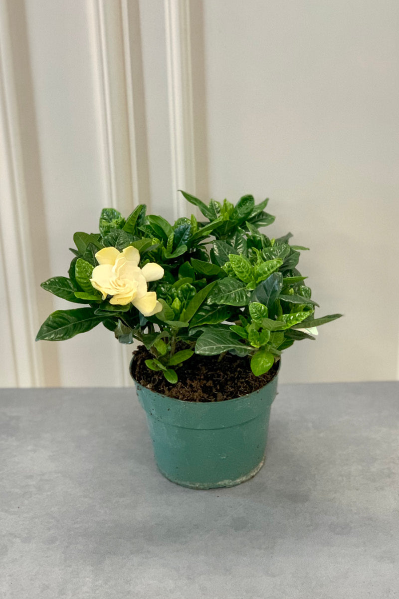 Gardenia, 6