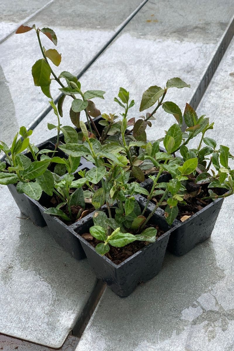 Ground Cover, Prp Wntrcrp