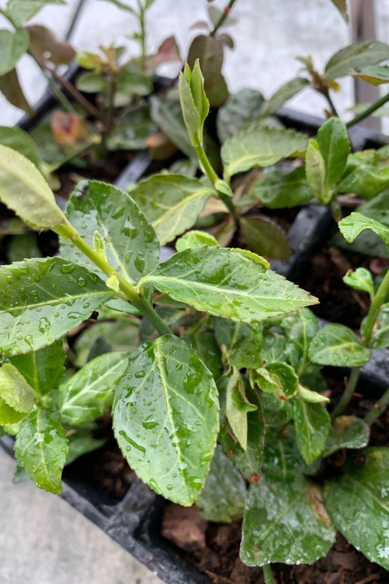 Ground Cover, Prp Wntrcrp