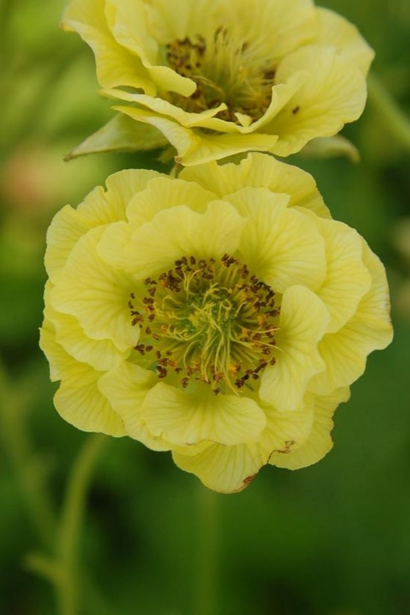 Geum, Banana Daiquiri