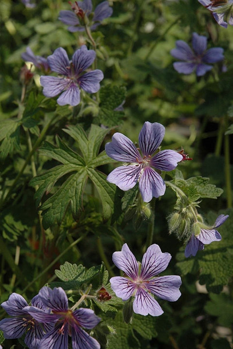 Geranium, Brookside