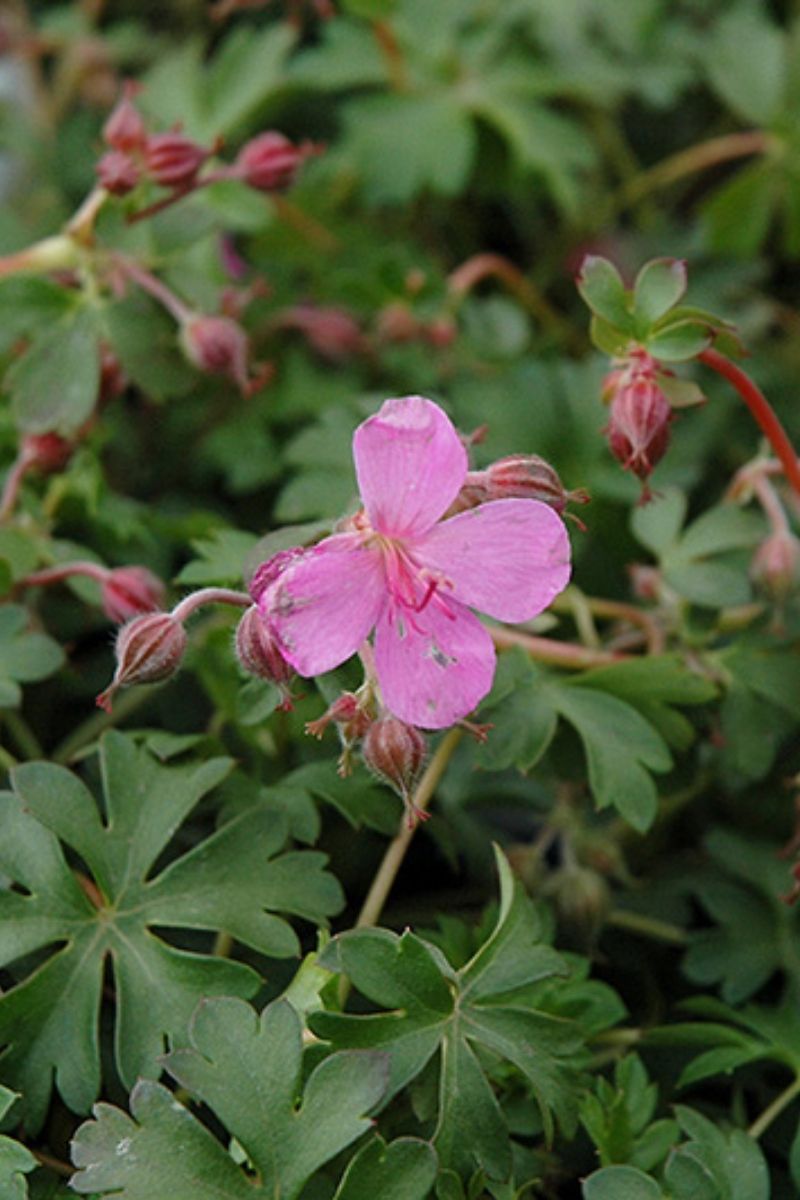 Geranium, Crystal Rose