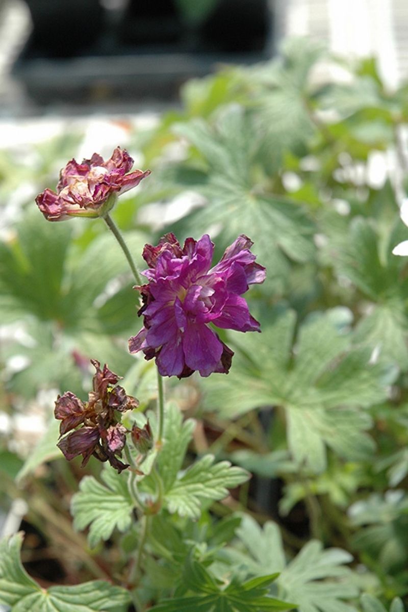 Geranium, Birch's Double