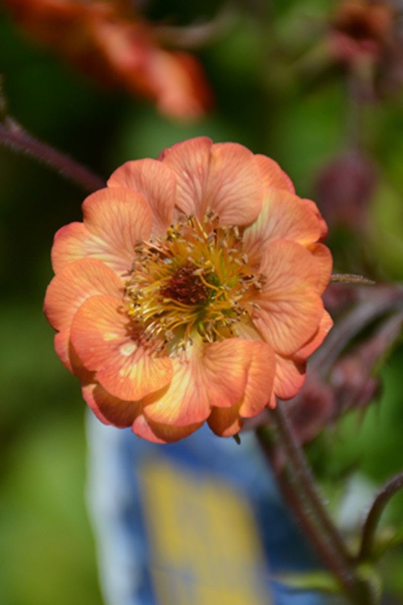 Geum, Mai Tai