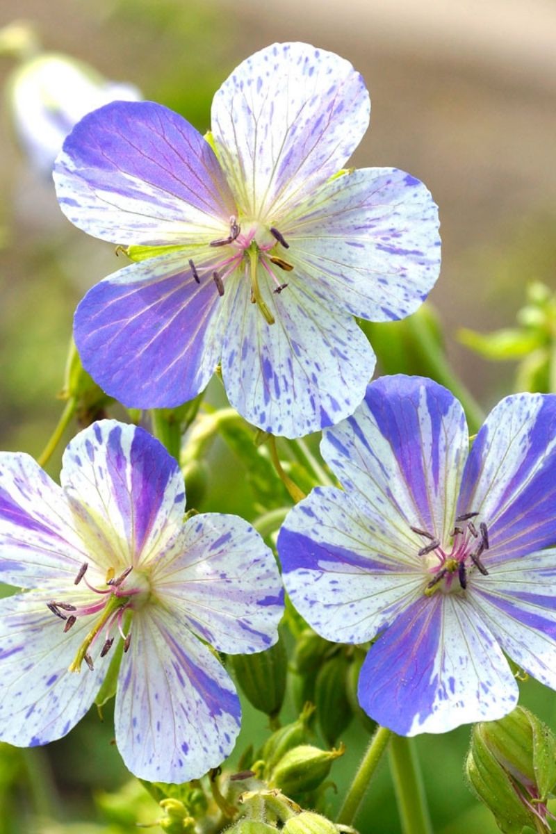 Geranium, Delft Blue