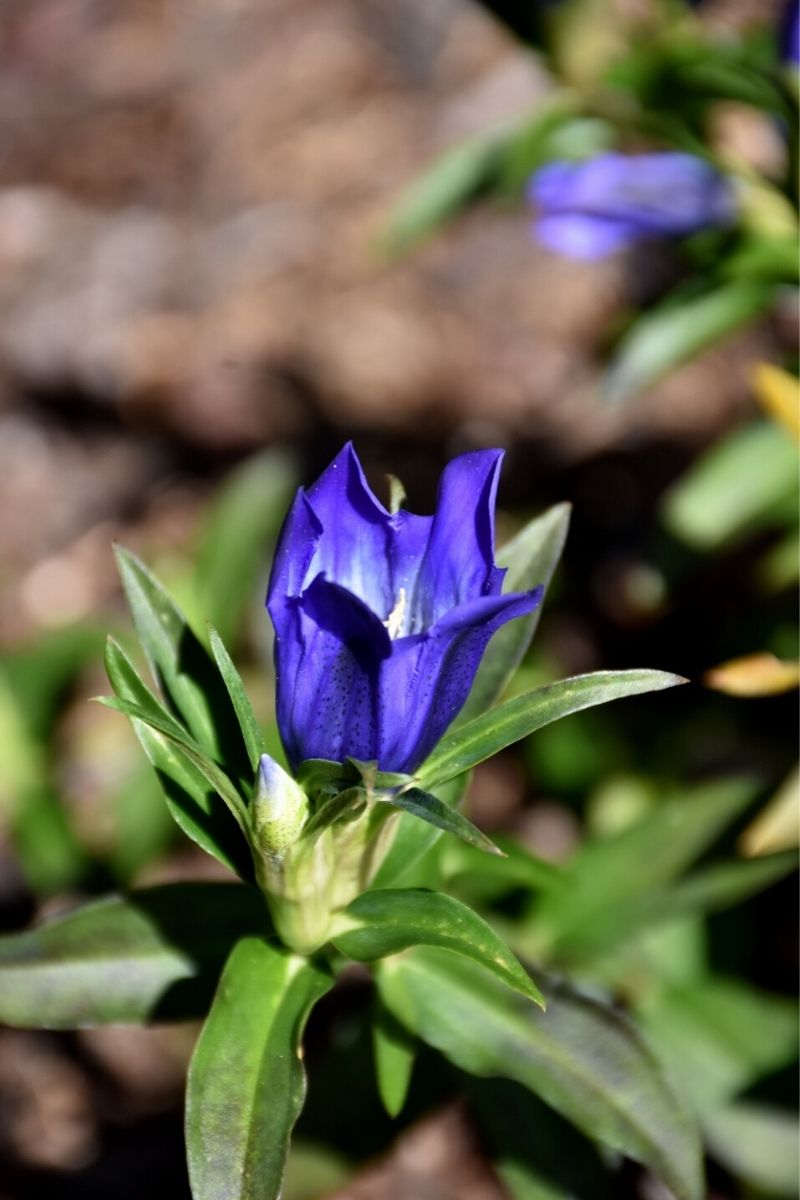 Gentian, True Blue