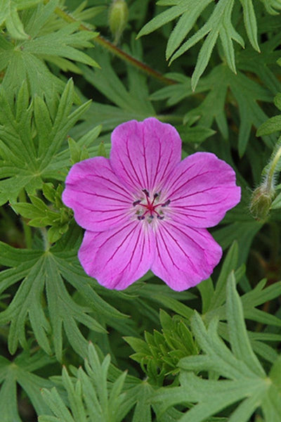 Geranium, Tiny Monster