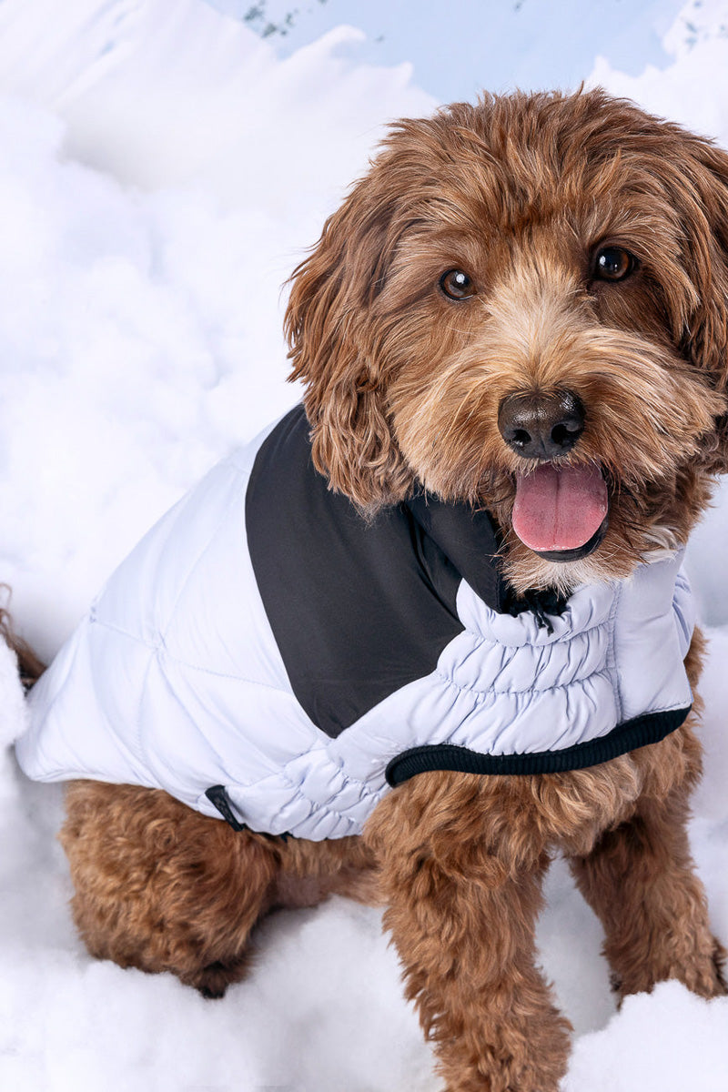 GF Pet Diamond Puffer Coat S Blue