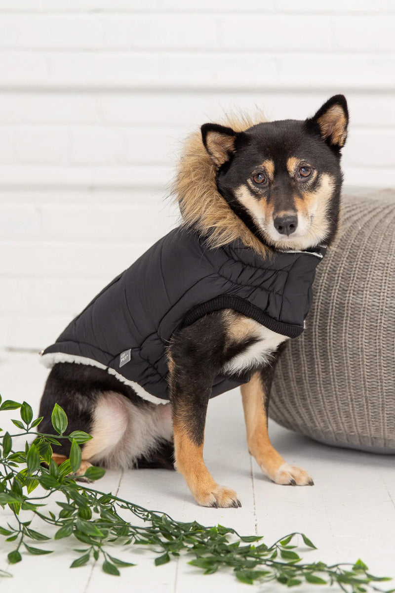 GF Pet Urban Parka M Black