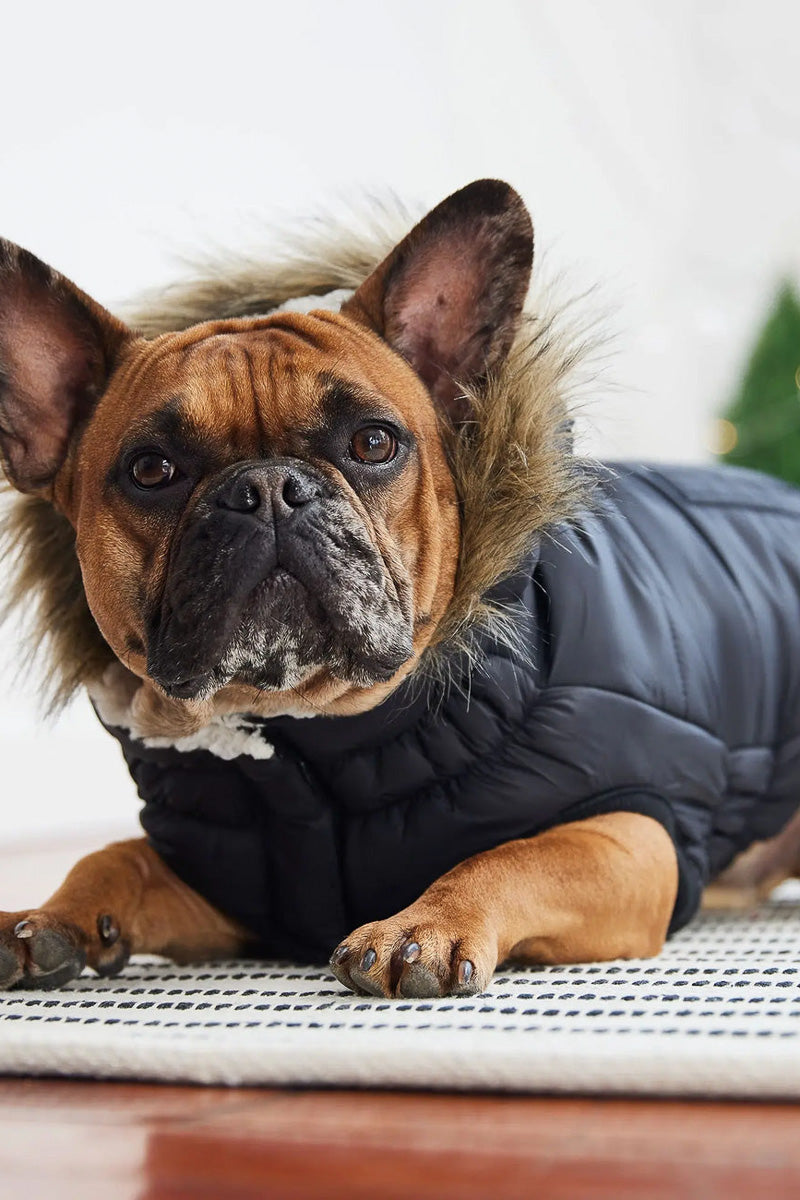 GF Pet Urban Parka M Black