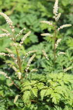 Goat's Beard Noble Spirits creamy white plumes