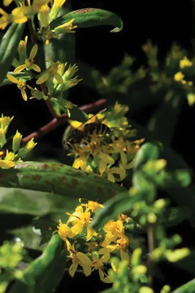 Blue-stemmed goldenrod yellow flowers