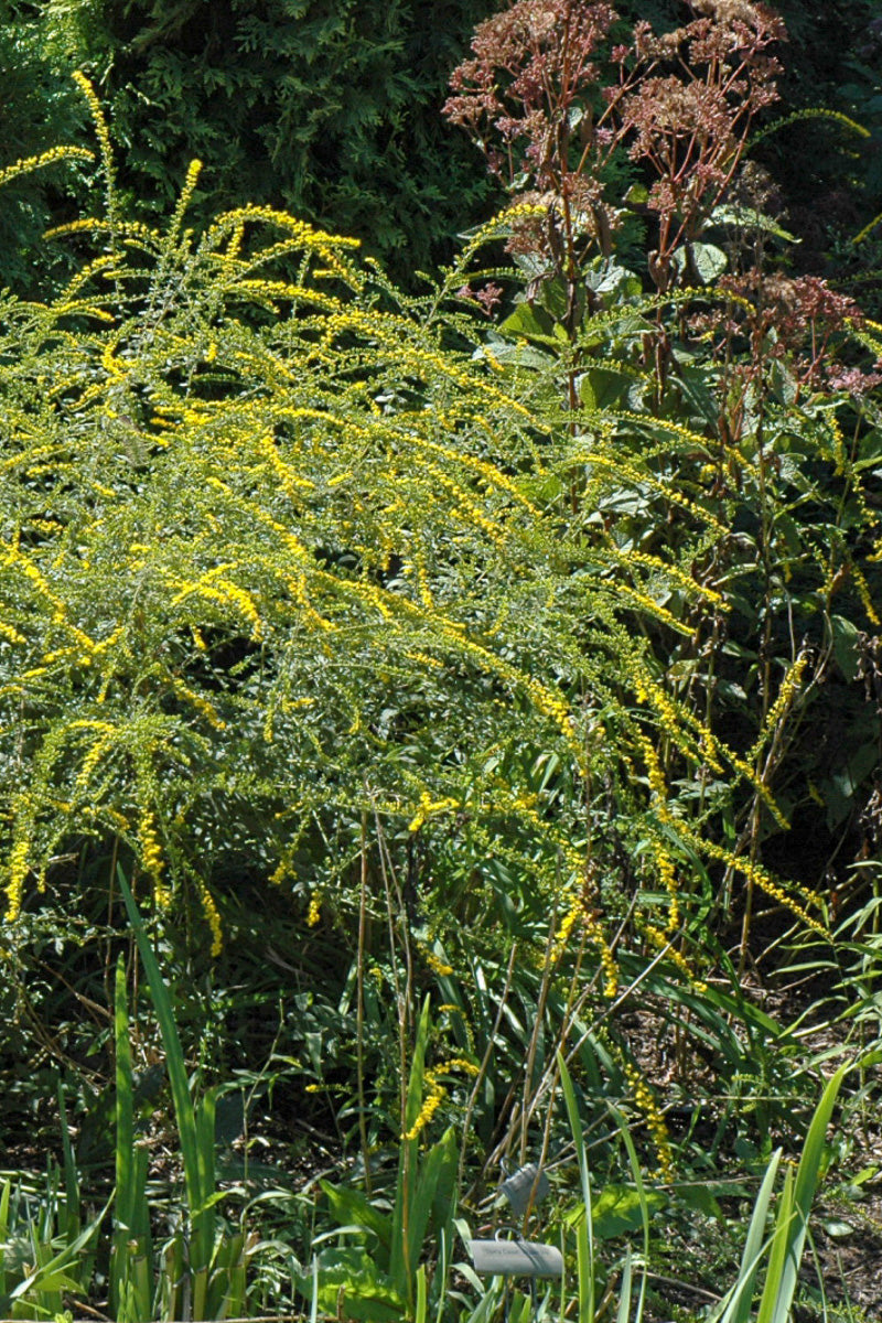Goldenrod, Fireworks