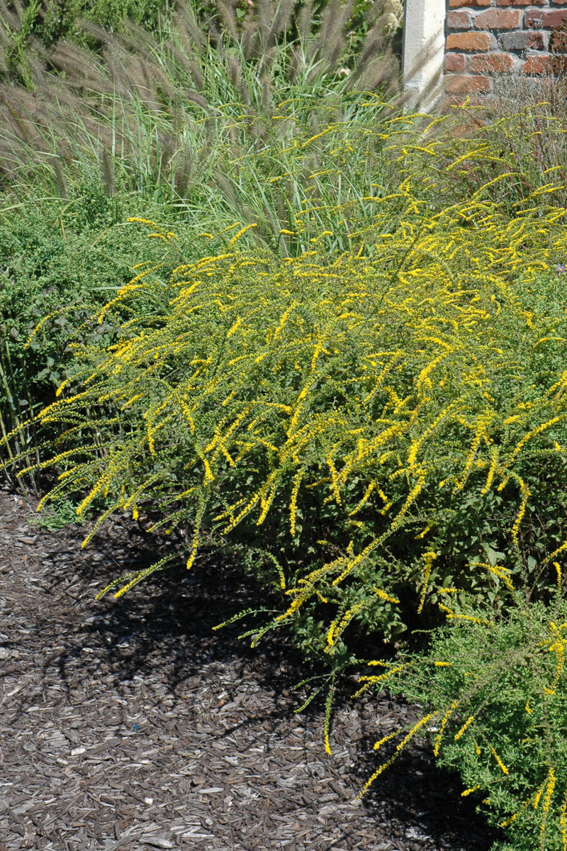 Goldenrod, Fireworks