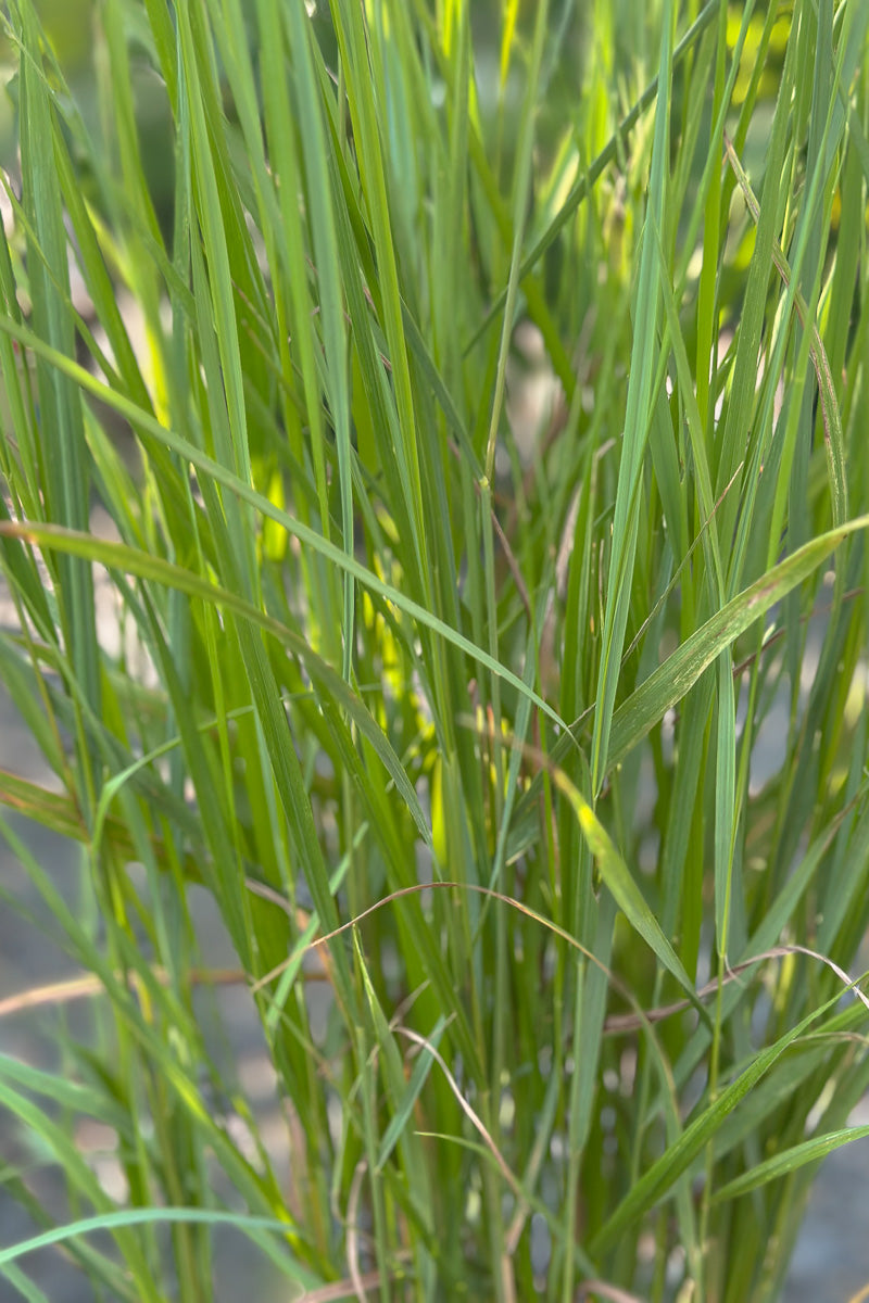 Grass, Bluejoint