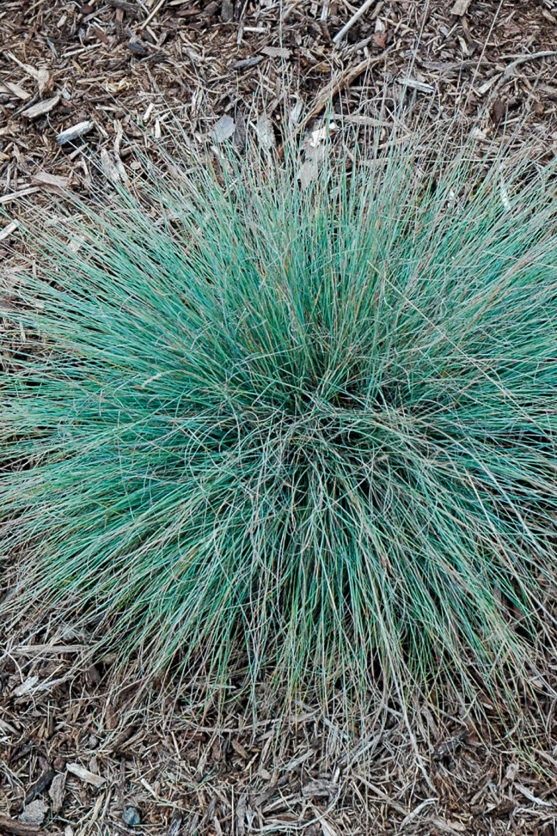 Grass, Rainbow Fescue