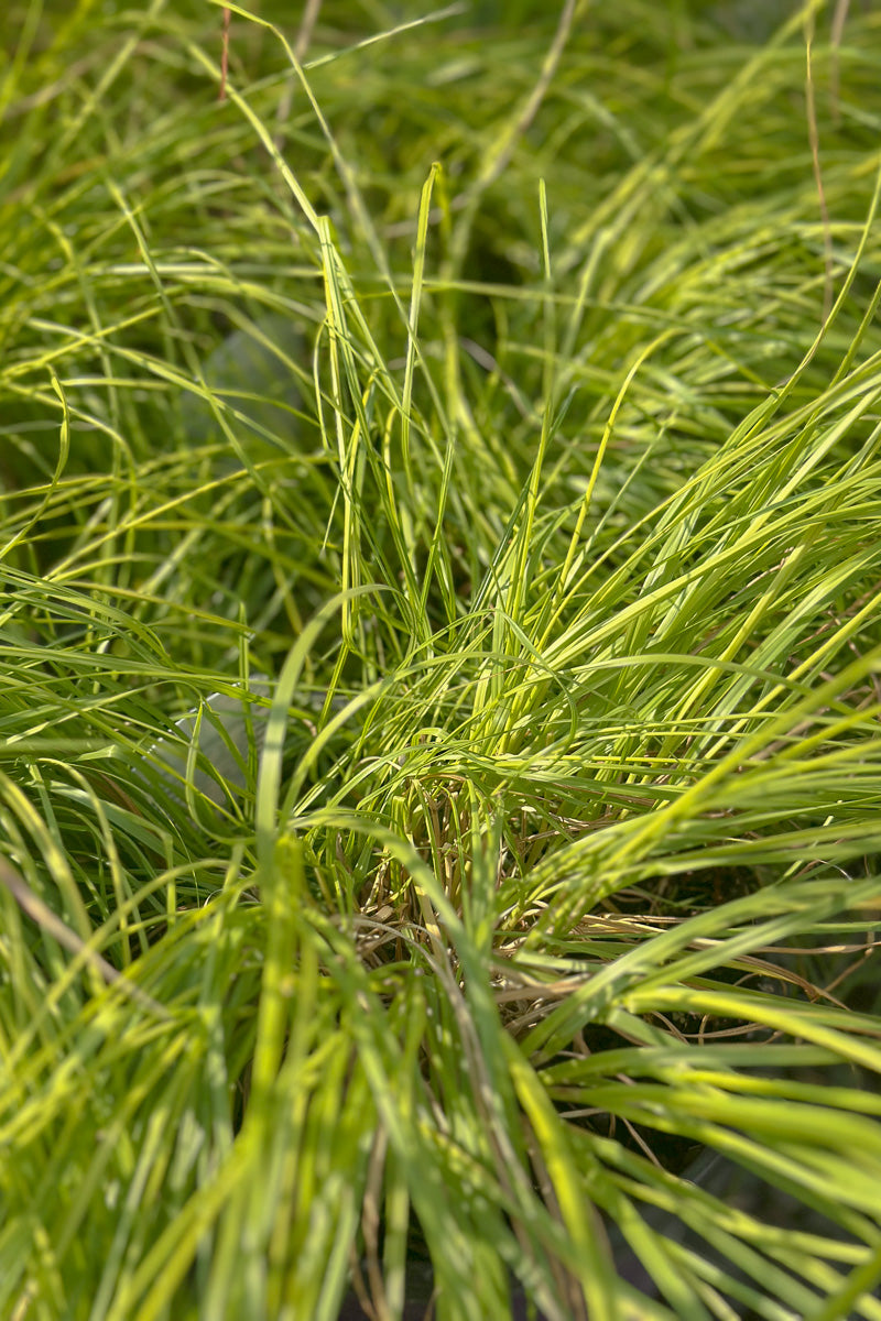 Grass, Prairie Dropseed, Golden Needles
