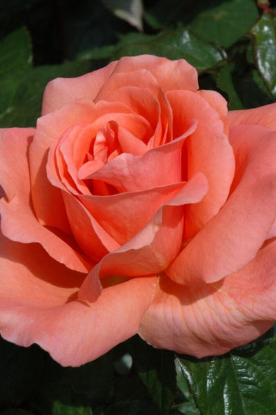 Rose, Sweet Fragrance