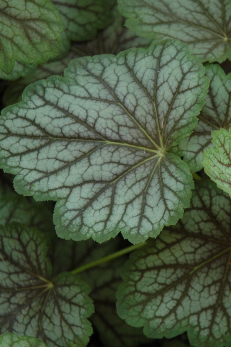 Coral Bells, Green Spice