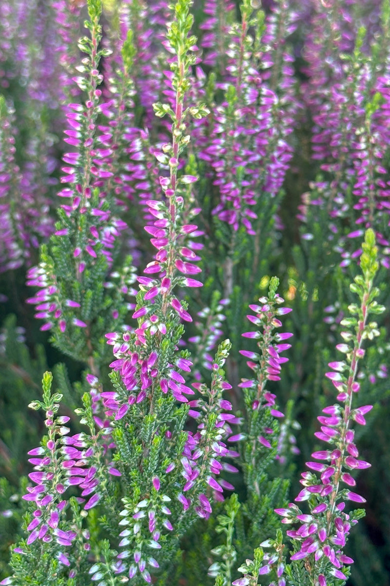 Scotch Heather, Linda