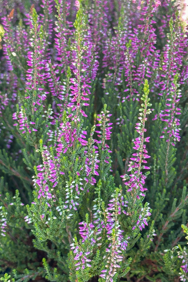 Scotch Heather, Linda