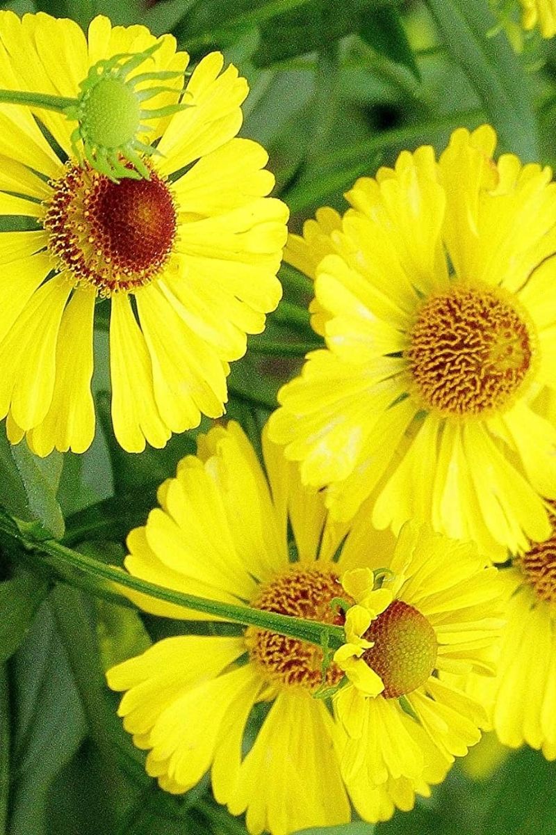 SNEEZEWEED, COMMON 1G