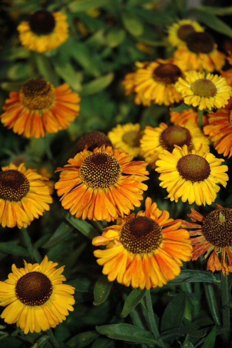 Sneezeweed, Short N Sassy