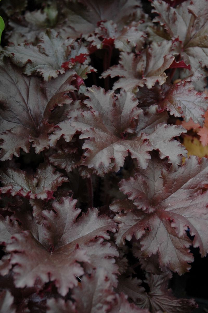 Coral Bells, Black Taffeta