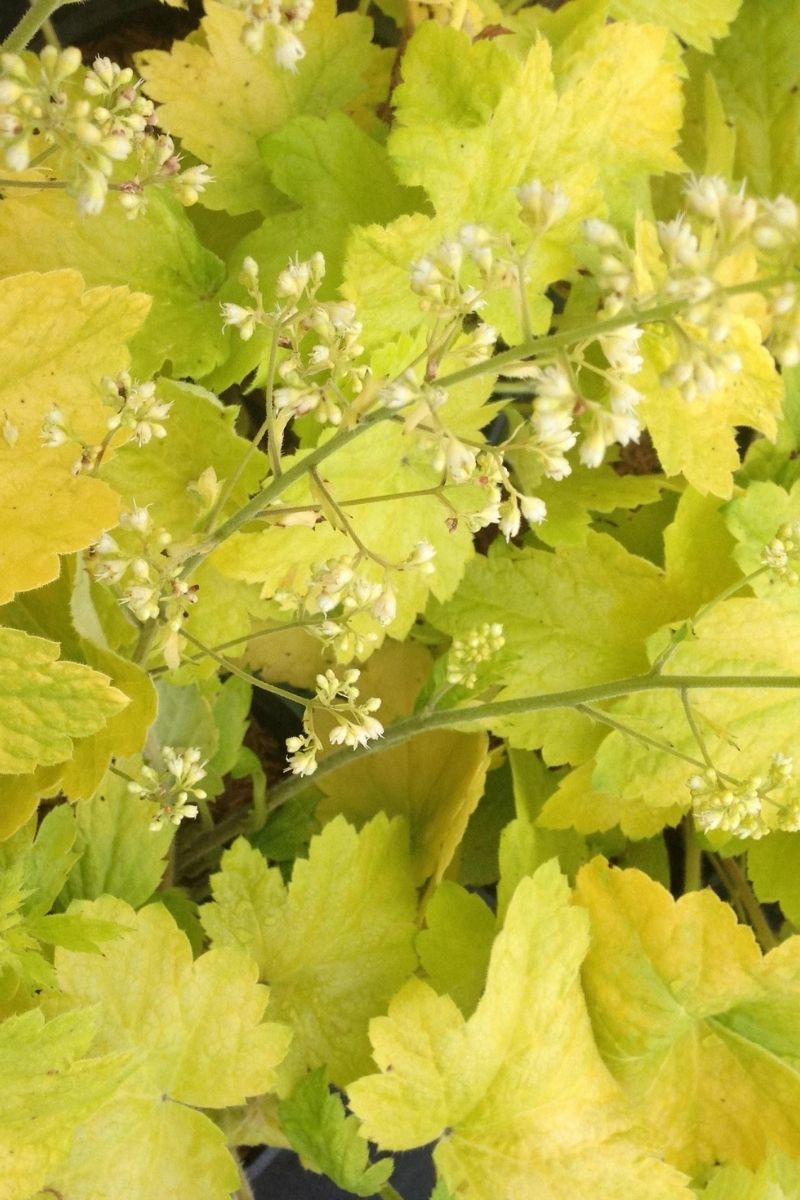 Coral Bells, Electric Lime