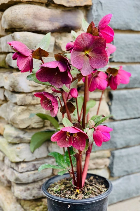 Lenten Rose, Charmer