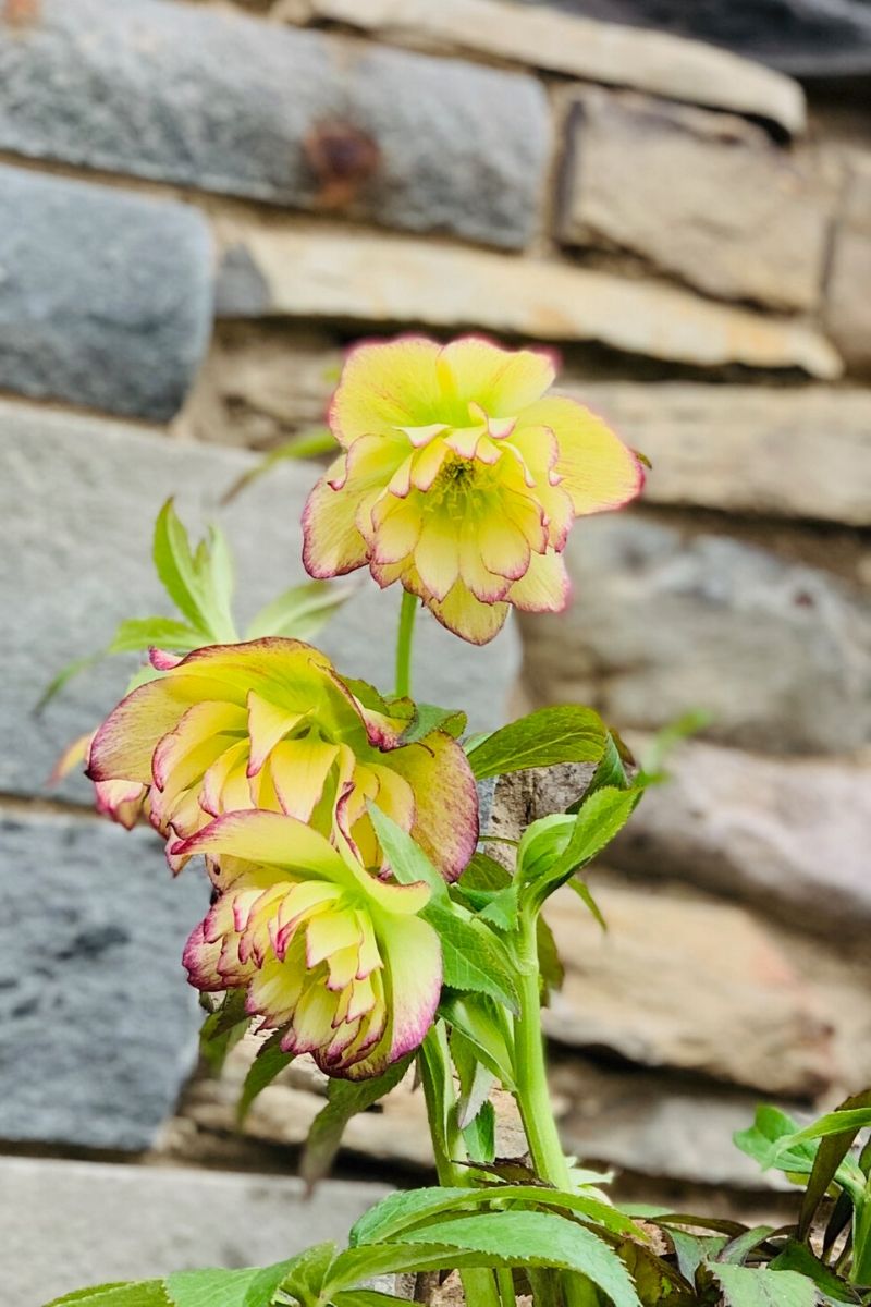 Lenten Rose, Hy Sun Flare